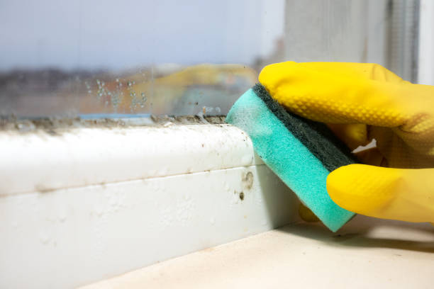 Best Commercial Mold Removal  in Brewton, AL