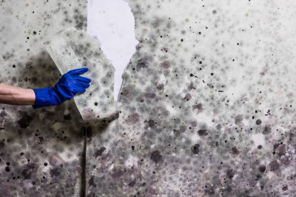 Best Crawl Space Mold Removal  in Brewton, AL